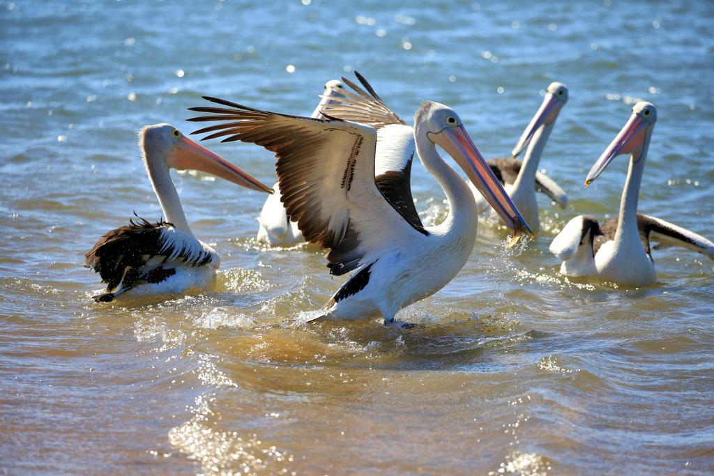 Alva Beach Tourist Park المظهر الخارجي الصورة